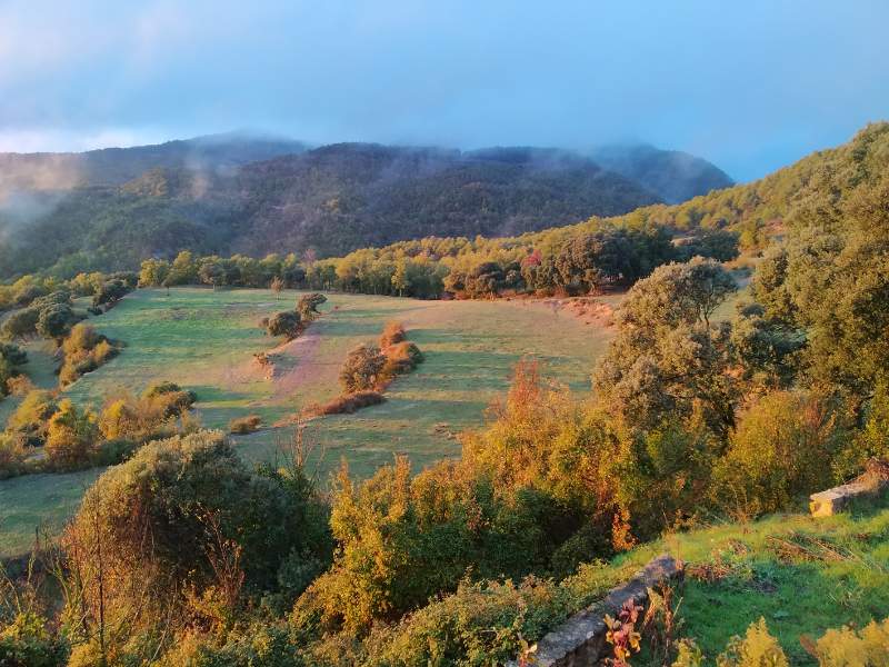 Boscos del Solsonès